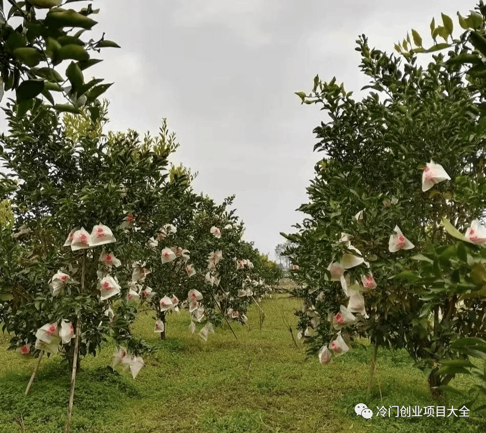 图片[8]-藏在农村的冷门商机，80后小伙花9万办厂，如今2个季度就全部回本-瑷珂憬転