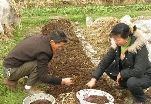 图片[3]-小小蚯蚓也能造富人类，​养蚯蚓竟然能“奔小康”为何却很少有人养？-瑷珂憬転