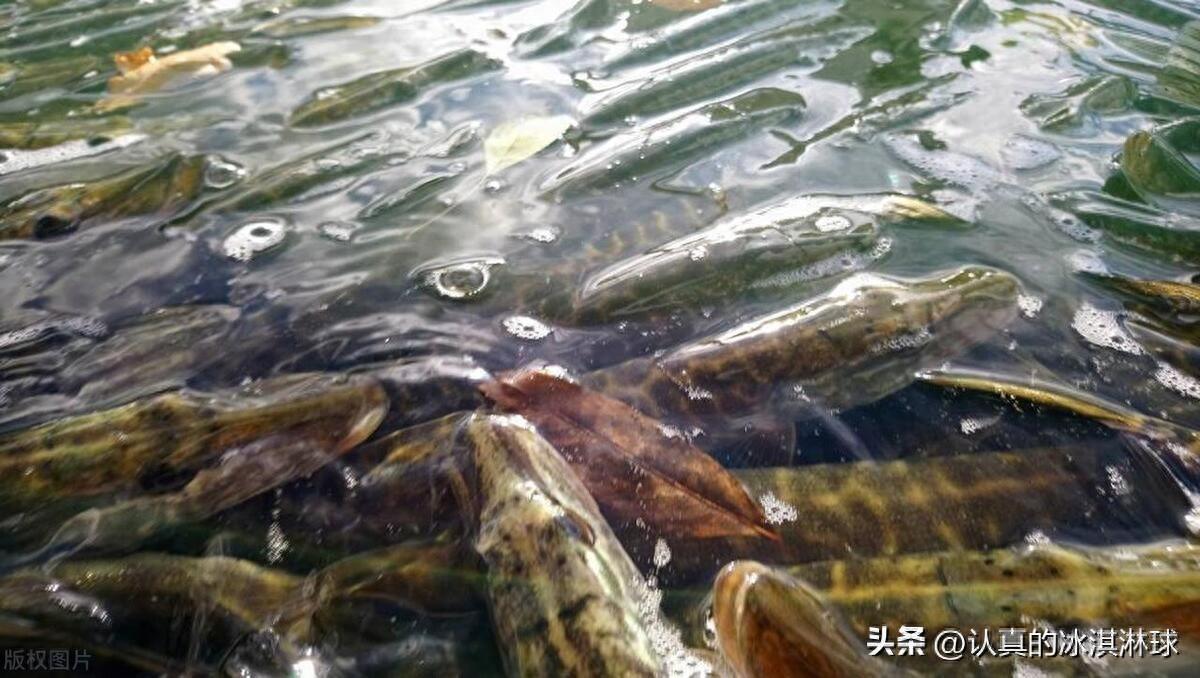最赚钱的养殖业项目有哪些？跟着风口飞