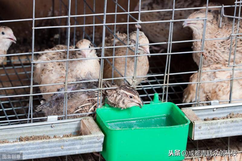 鹌鹑鸟市场价多少元一只？鹌鹑养殖前景如何？